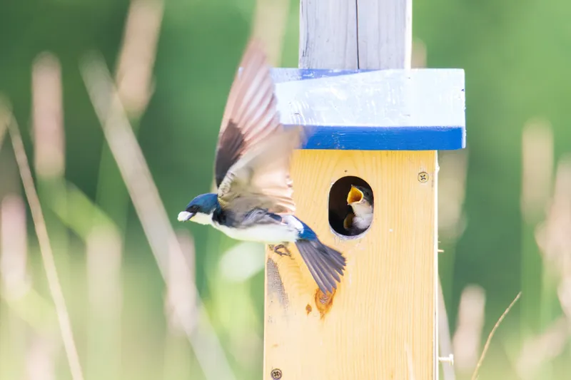 Tree swallows, Wisconsin. 2019.